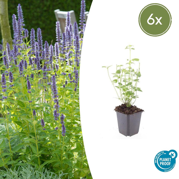 Agastache 'Black Adder' - 20cm - Kamerplant Kopen