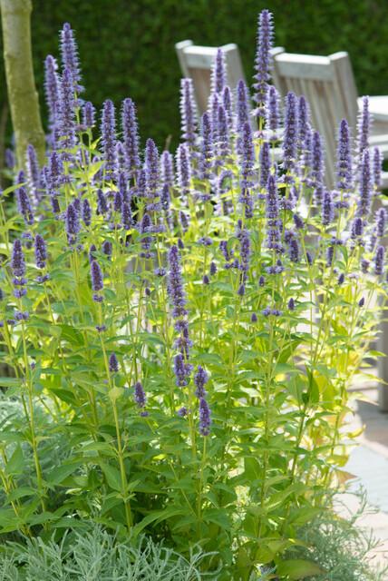 Agastache 'Black Adder' - 20cm - Kamerplant Kopen