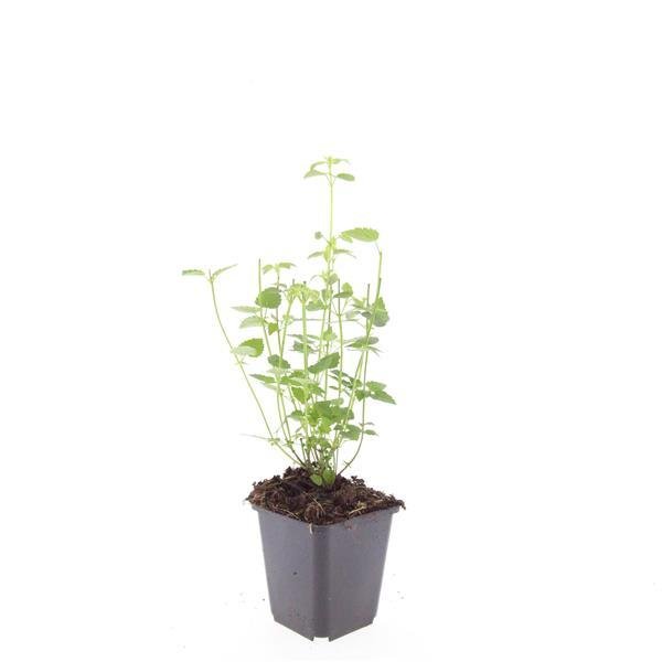 Agastache 'Black Adder' - 20cm - Kamerplant Kopen