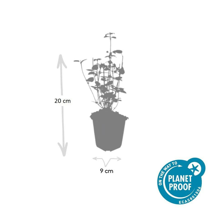 Agastache 'Black Adder' - 20cm - Kamerplant Kopen