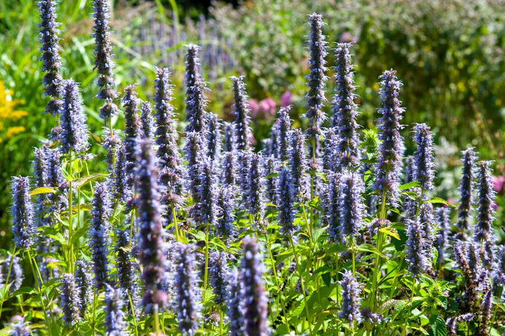 Agastache 'Black Adder' - 20cm - Kamerplant Kopen