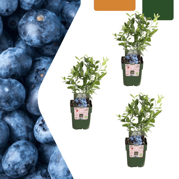 Plantes de myrtilles - 20cm - Acheter une plante d'intérieur - Plante fruitière