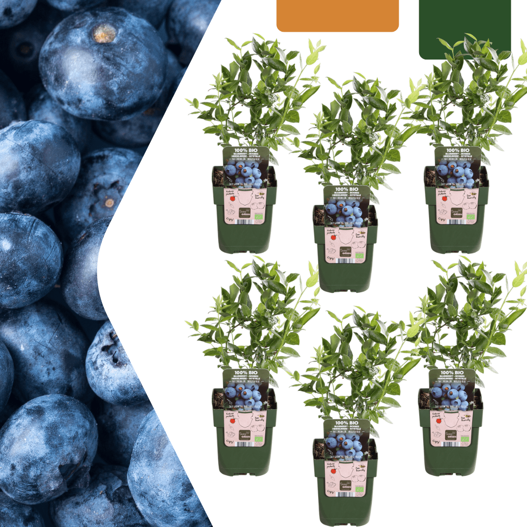 Plantes de myrtilles - 20cm - Acheter une plante d'intérieur - Plante fruitière
