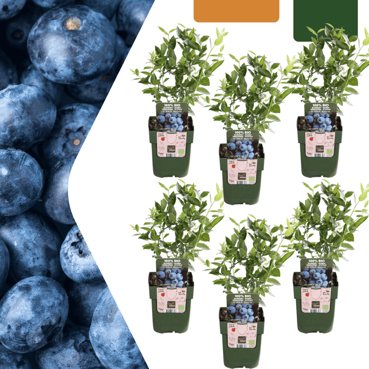 Plantes de myrtilles - 20cm - Acheter une plante d'intérieur - Plante fruitière