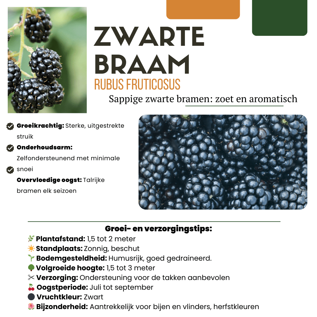 Biologische bramenplanten - 20cm - Kamerplant Kopen