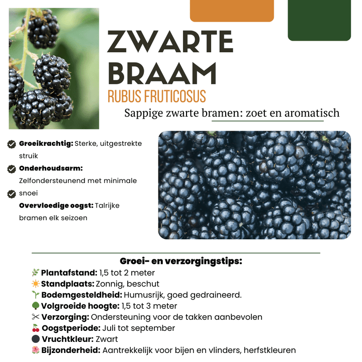Biologische bramenplanten - 20cm - Kamerplant Kopen