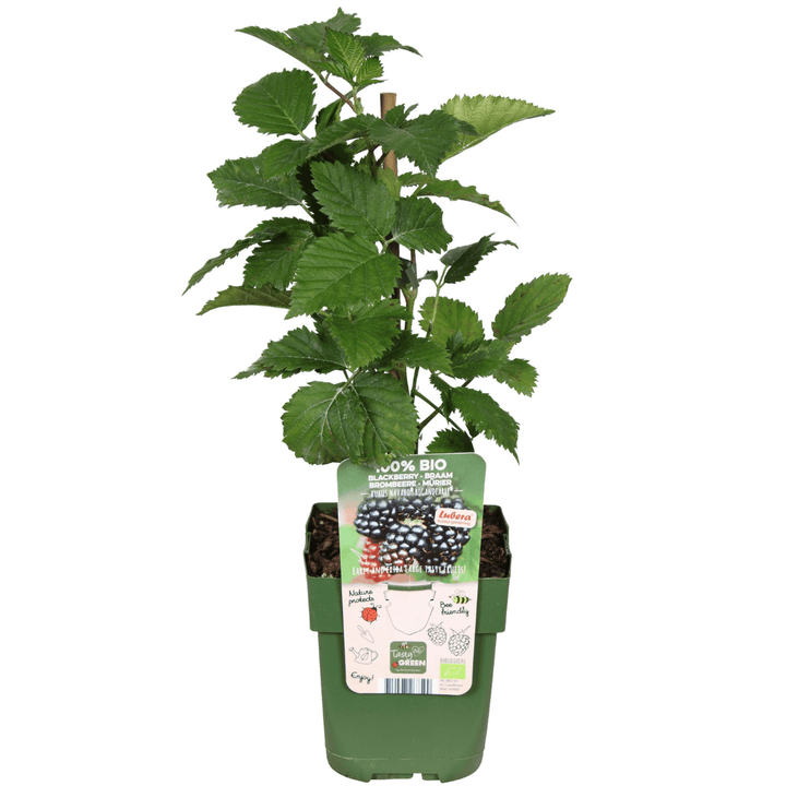 Biologische bramenplanten - 20cm - Kamerplant Kopen