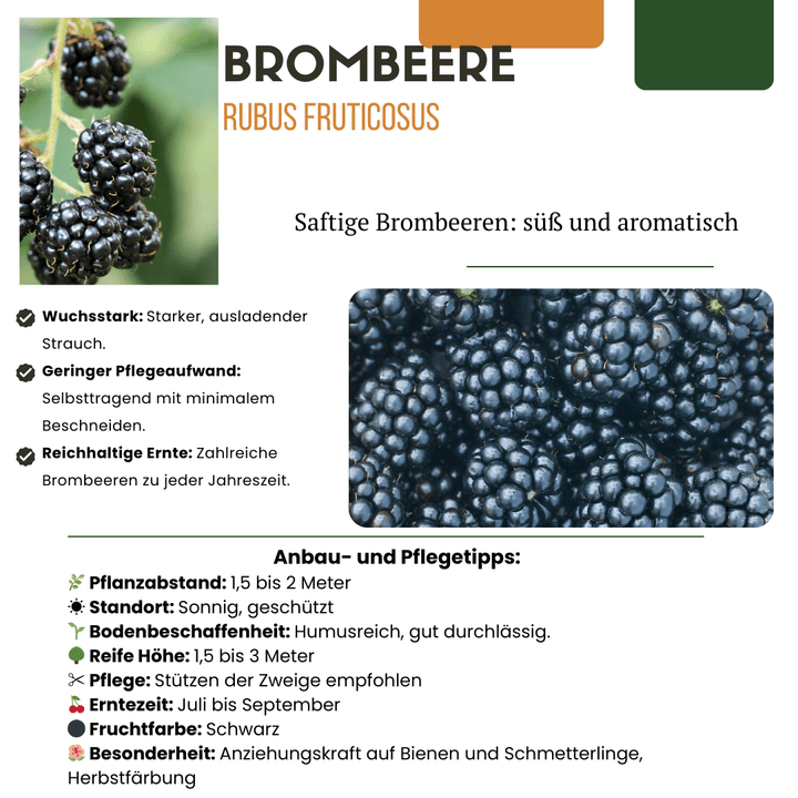 Biologische bramenplanten - 20cm - Kamerplant Kopen