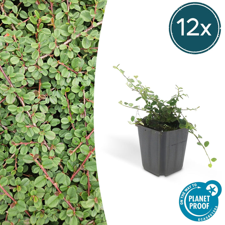 Cotoneaster Prostratus 'Queen of Carpets' - 20cm | Acheter