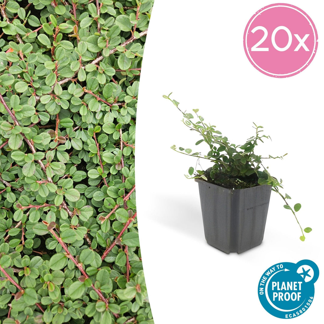 Cotoneaster Prostratus 'Queen of Carpets' - 20cm | Acheter