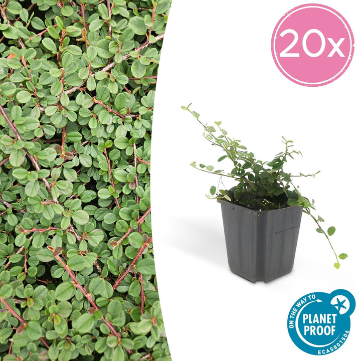 Cotoneaster Prostratus 'Queen of Carpets' - 20cm | Acheter