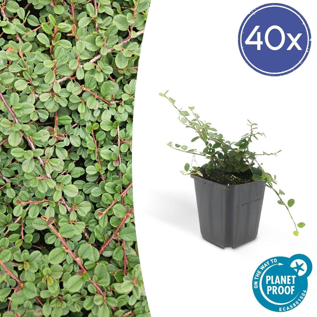 Cotoneaster Prostratus 'Queen of Carpets' - 20cm | Acheter