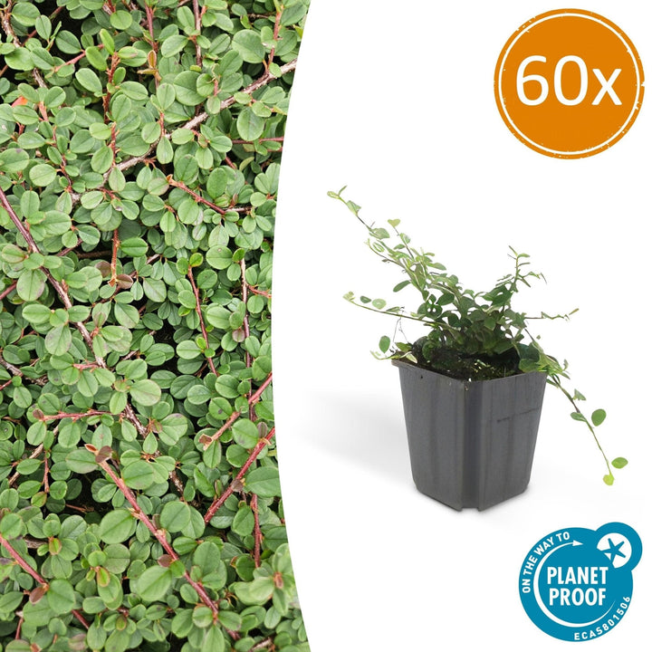 Cotoneaster Prostratus 'Queen of Carpets' - 20cm | Acheter