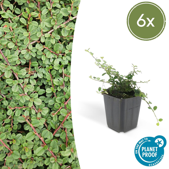 Cotoneaster Prostratus 'Queen of Carpets' - 20cm | Acheter
