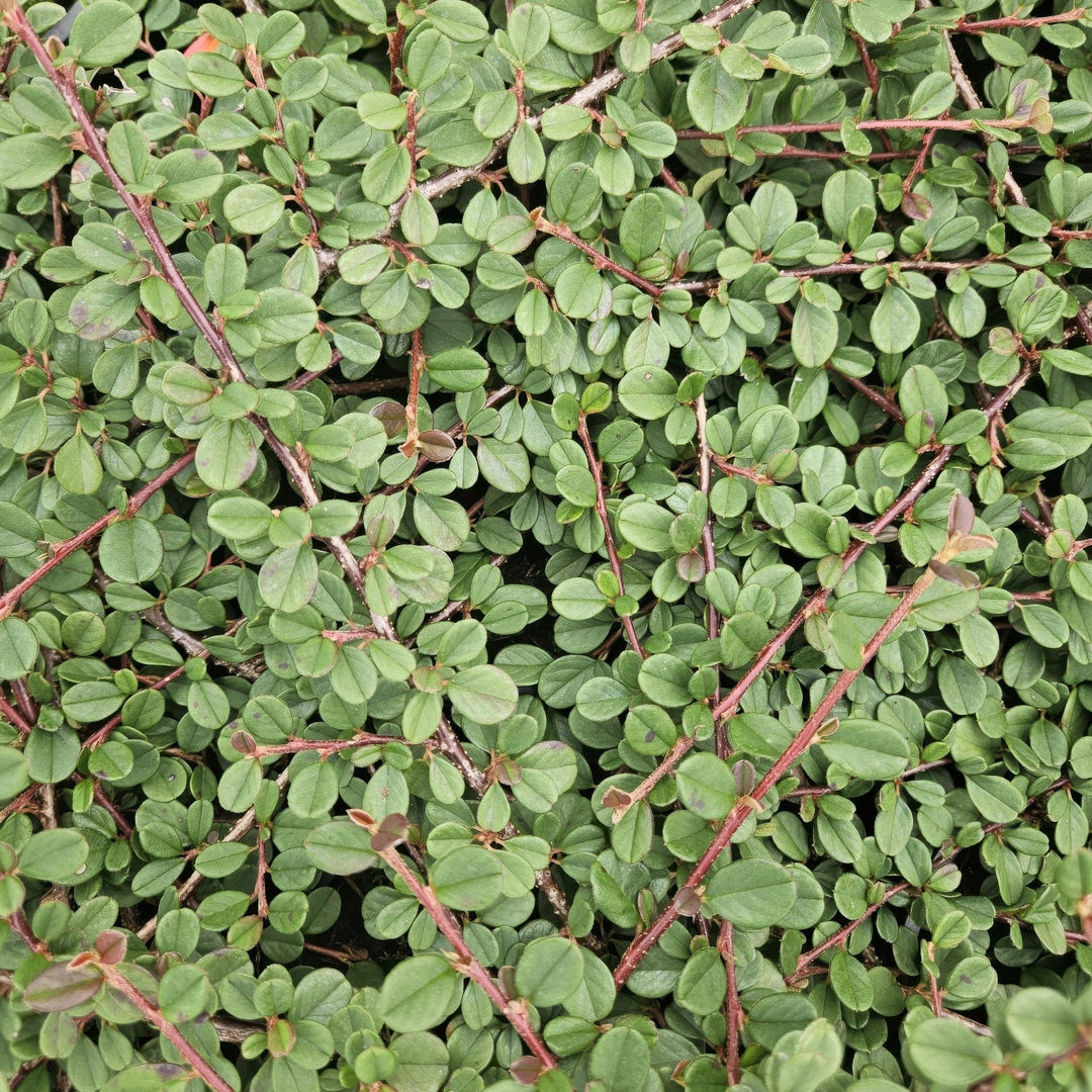 Cotoneaster Prostratus 'Queen of Carpets' - 20cm | Acheter