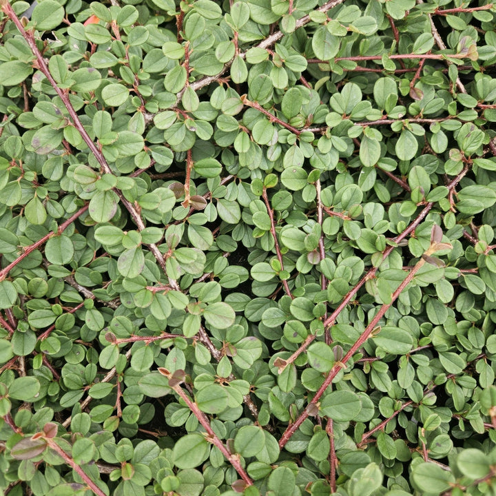 Cotoneaster Prostratus 'Queen of Carpets' - 20cm | Acheter