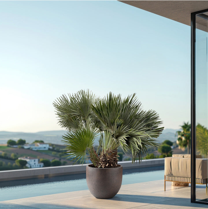 Chamaerops Humilis Vulcano - 180cm - Acheter une plante d'intérieur