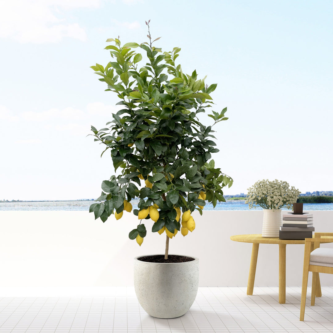 Citroenboom - 200cm - Buitenplant