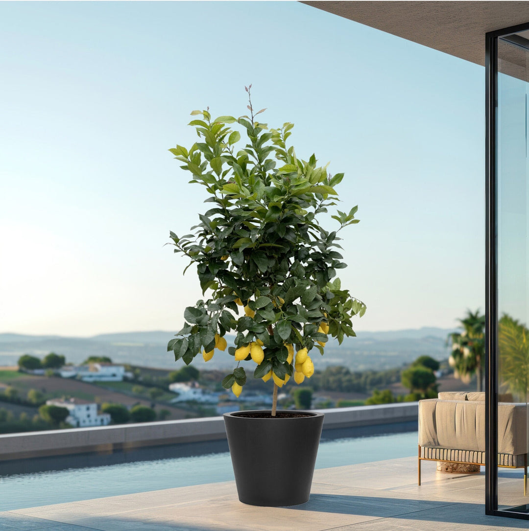 Citroenboom - 200cm - Buitenplant