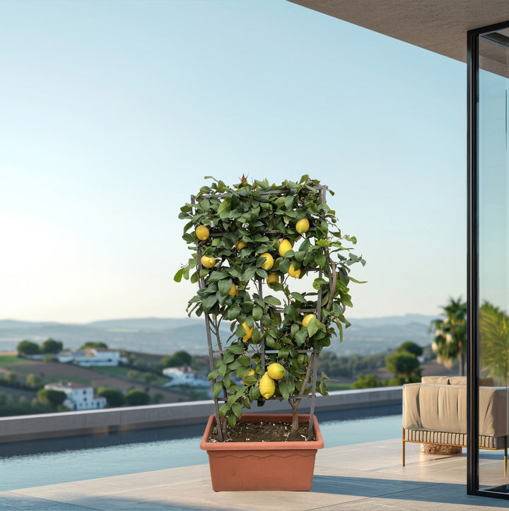 Citrus Citron sur étagère - 160cm - Acheter une plante d'intérieur
