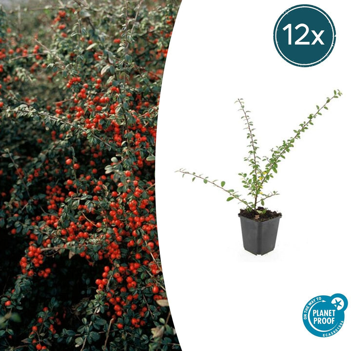 Cotoneaster suecicus 'Coral Beauty' - 20cm
