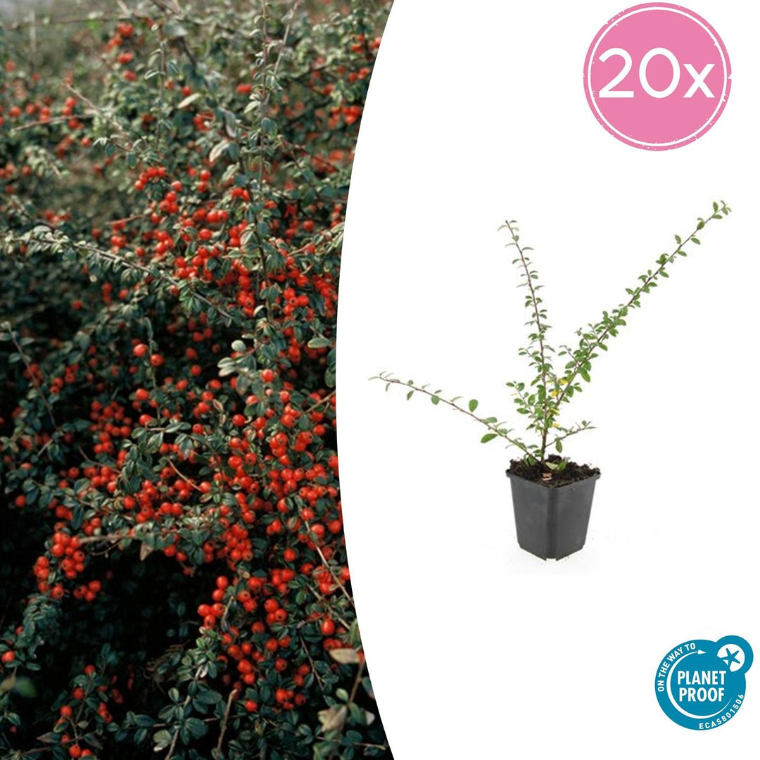 Cotoneaster suecicus 'Coral Beauty' - 20cm