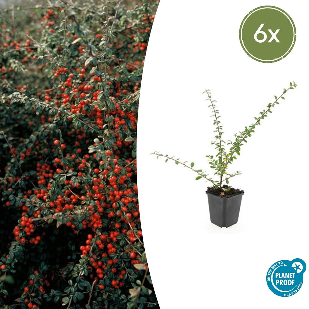Cotoneaster suecicus 'Coral Beauty' - 20cm