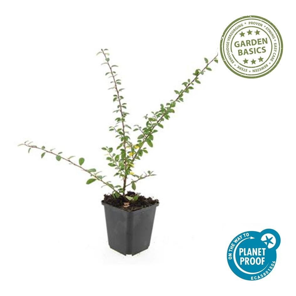 Cotoneaster suecicus 'Coral Beauty' - 20cm
