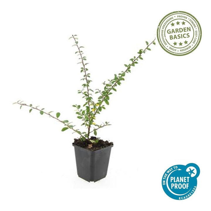 Cotoneaster suecicus 'Coral Beauty' - 20cm