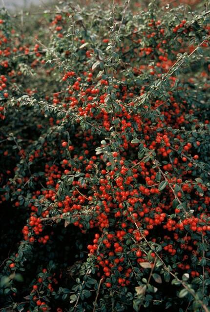 Cotoneaster suecicus 'Coral Beauty' - 20cm