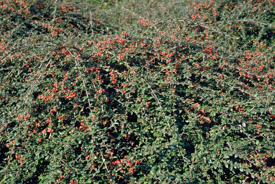 Cotoneaster suecicus 'Coral Beauty' - 20cm