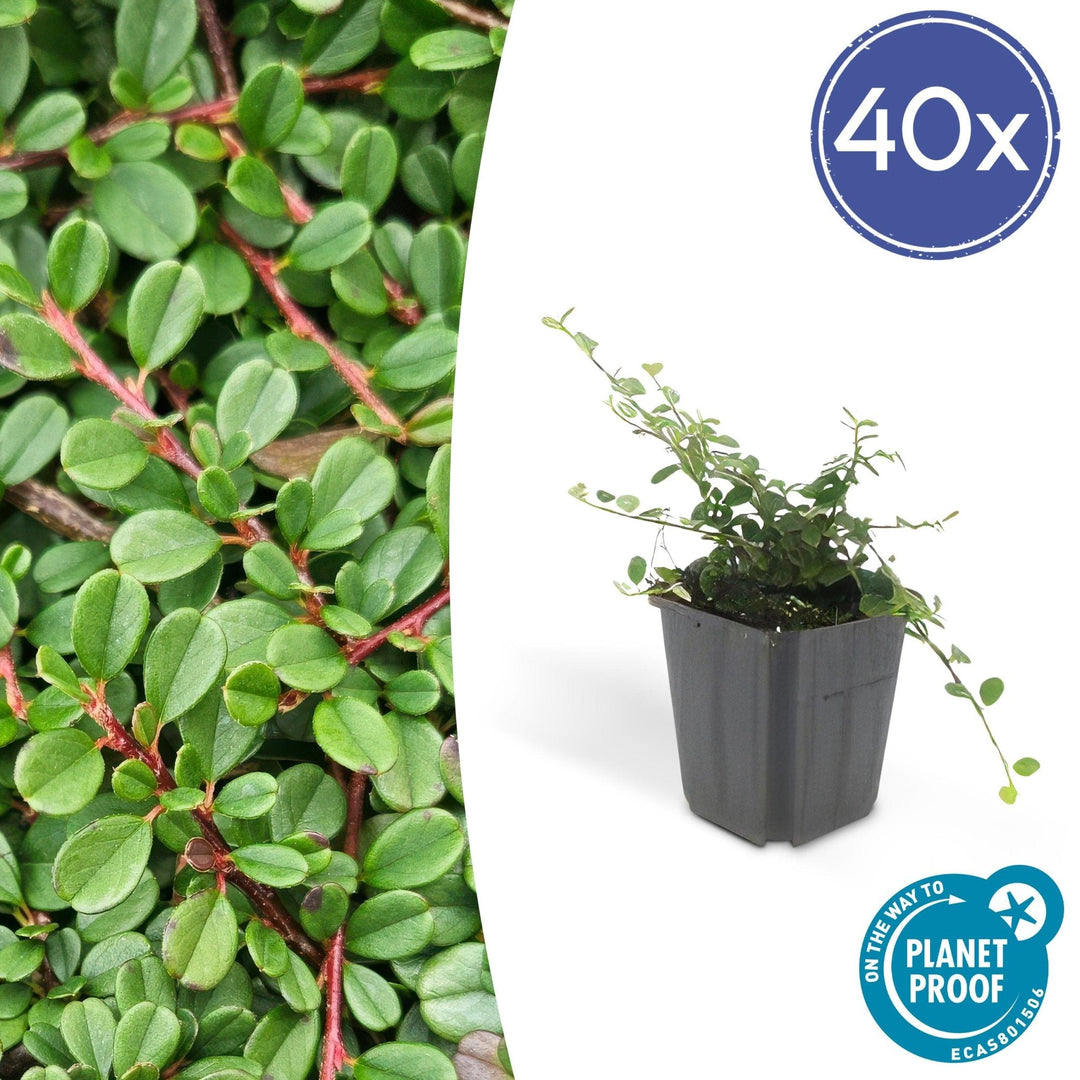 Cotoneaster pro 'Streib's Findling' - 20cm
