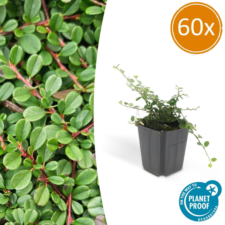 Cotoneaster pro 'Streib's Findling' - 20cm