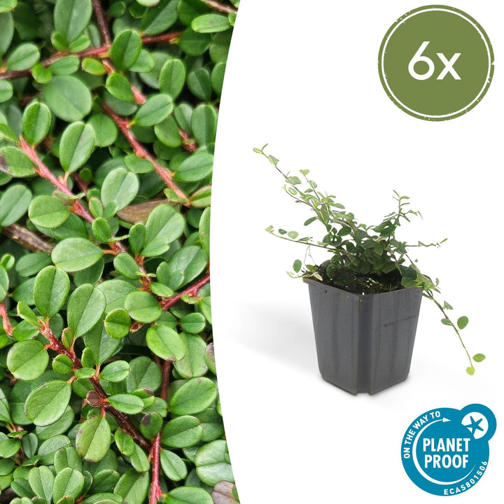 Cotoneaster pro 'Streib's Findling' - 20cm