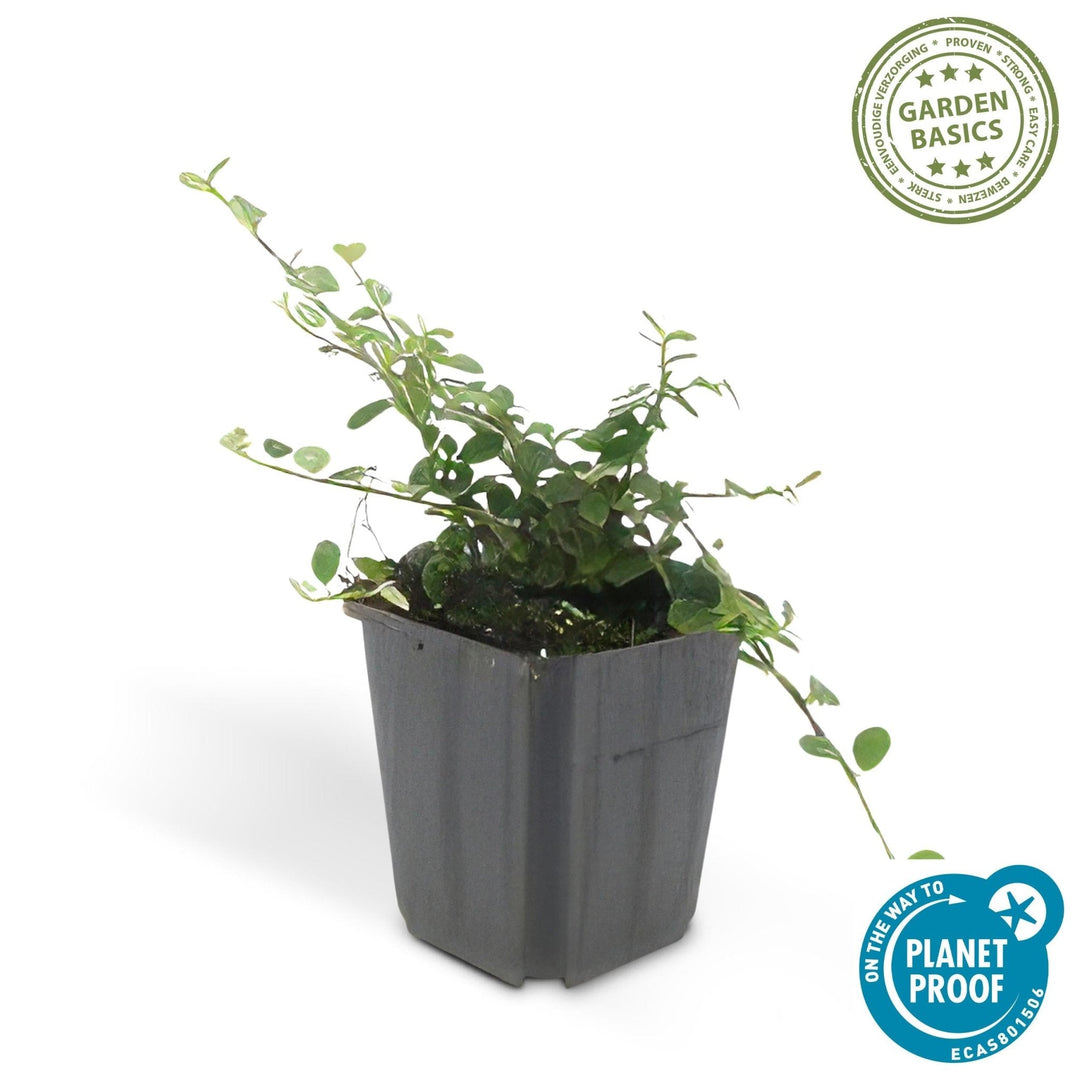 Cotoneaster pro 'Streib's Findling' - 20cm