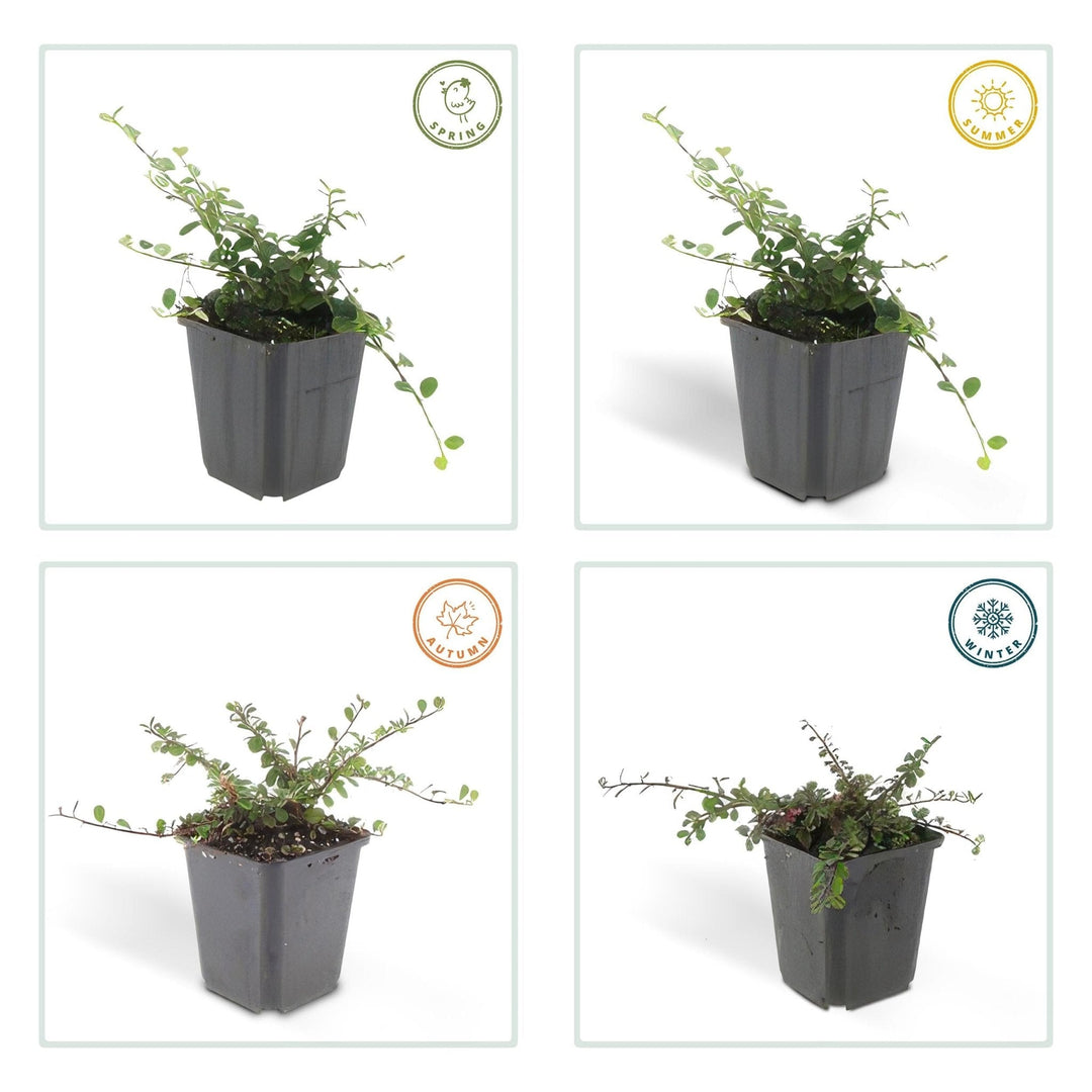 Cotoneaster pro 'Streib's Findling' - 20cm