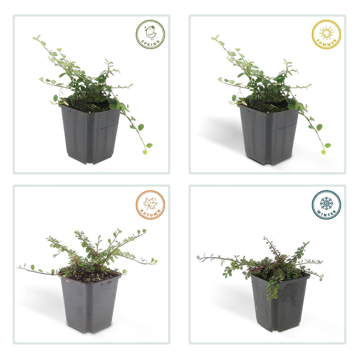 Cotoneaster pro 'Streib's Findling' - 20cm