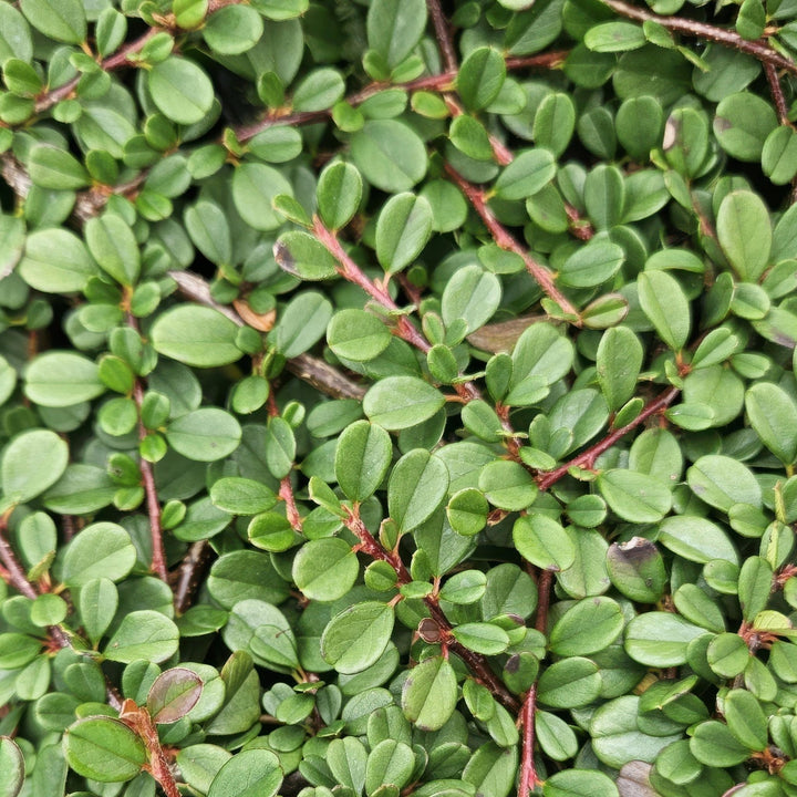 Cotoneaster pro 'Streib's Findling' - 20cm