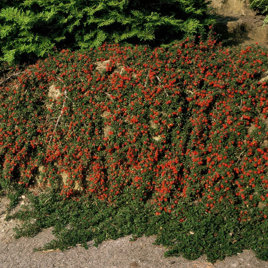 Cotoneaster pro 'Streib's Findling' - 20cm