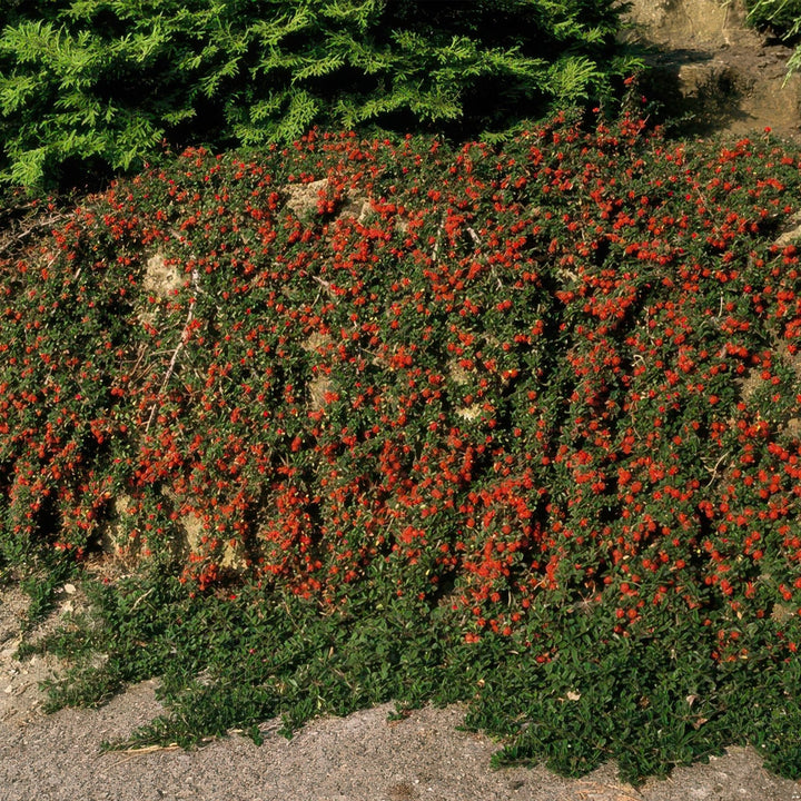 Cotoneaster pro 'Streib's Findling' - 20cm