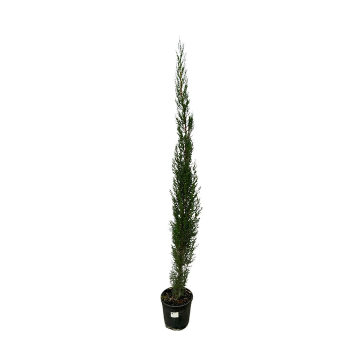 Cupressus piramide - 170cm - Kamerplant Kopen