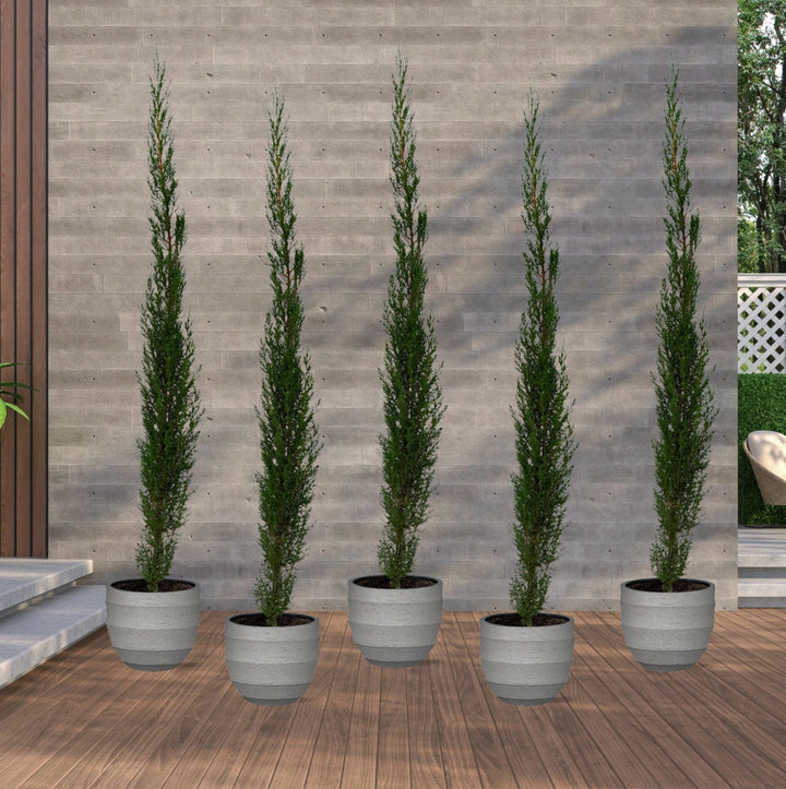 5x Cupressus Sempervirens Totem - 170cm - Kamerplant Kopen