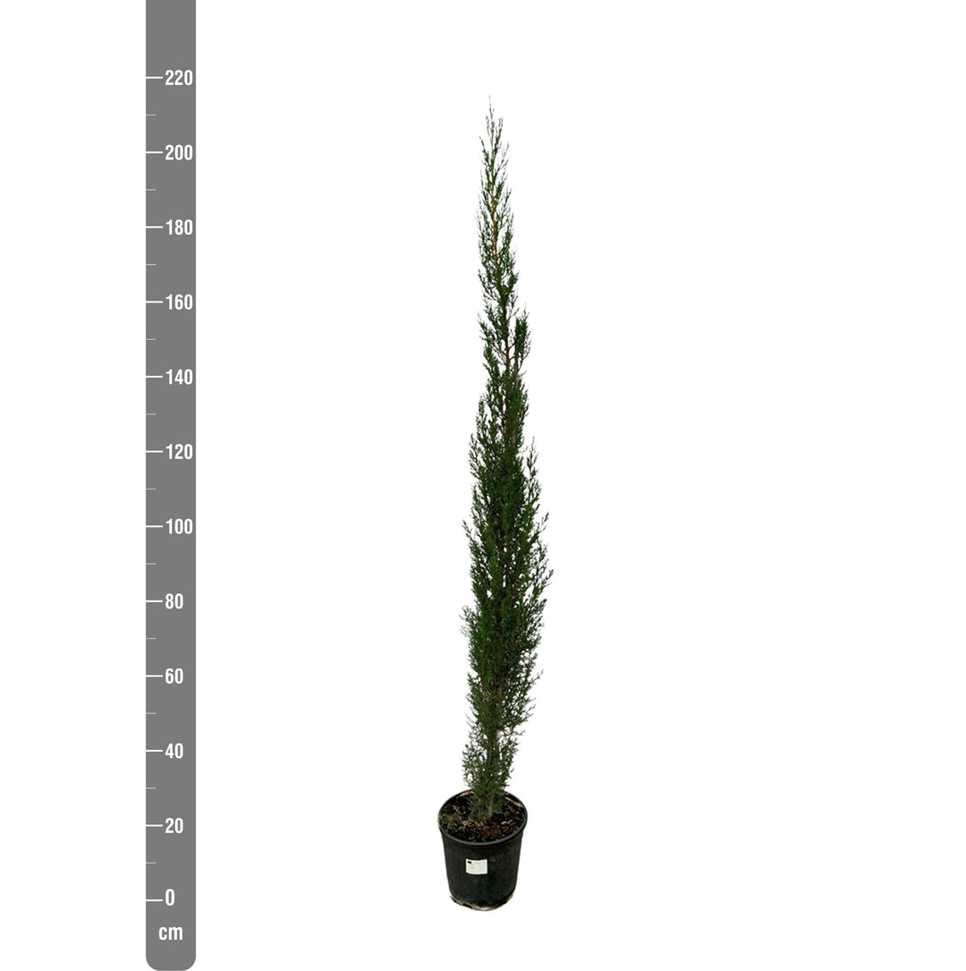Cupressus piramide - 170cm - Kamerplant Kopen
