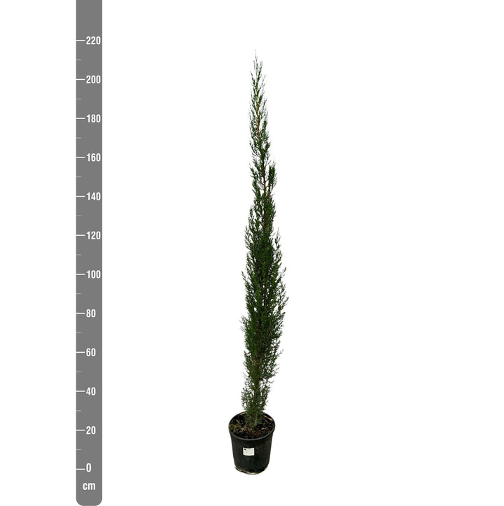 Cupressus piramide - 170cm - Kamerplant Kopen