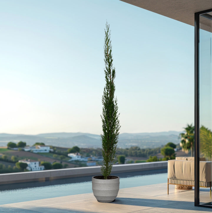 Cupressus piramide - 170cm - Kamerplant Kopen
