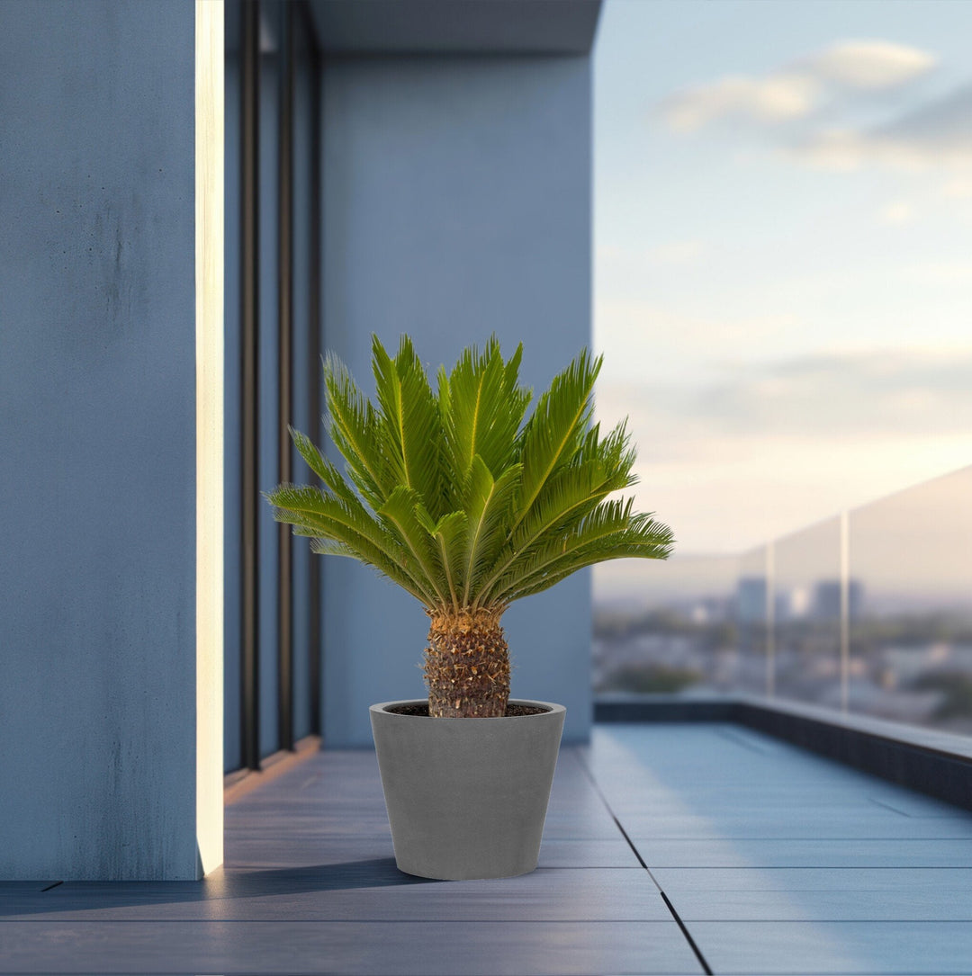 Cycas Revoluta - 130cm - Acheter une plante d'intérieur