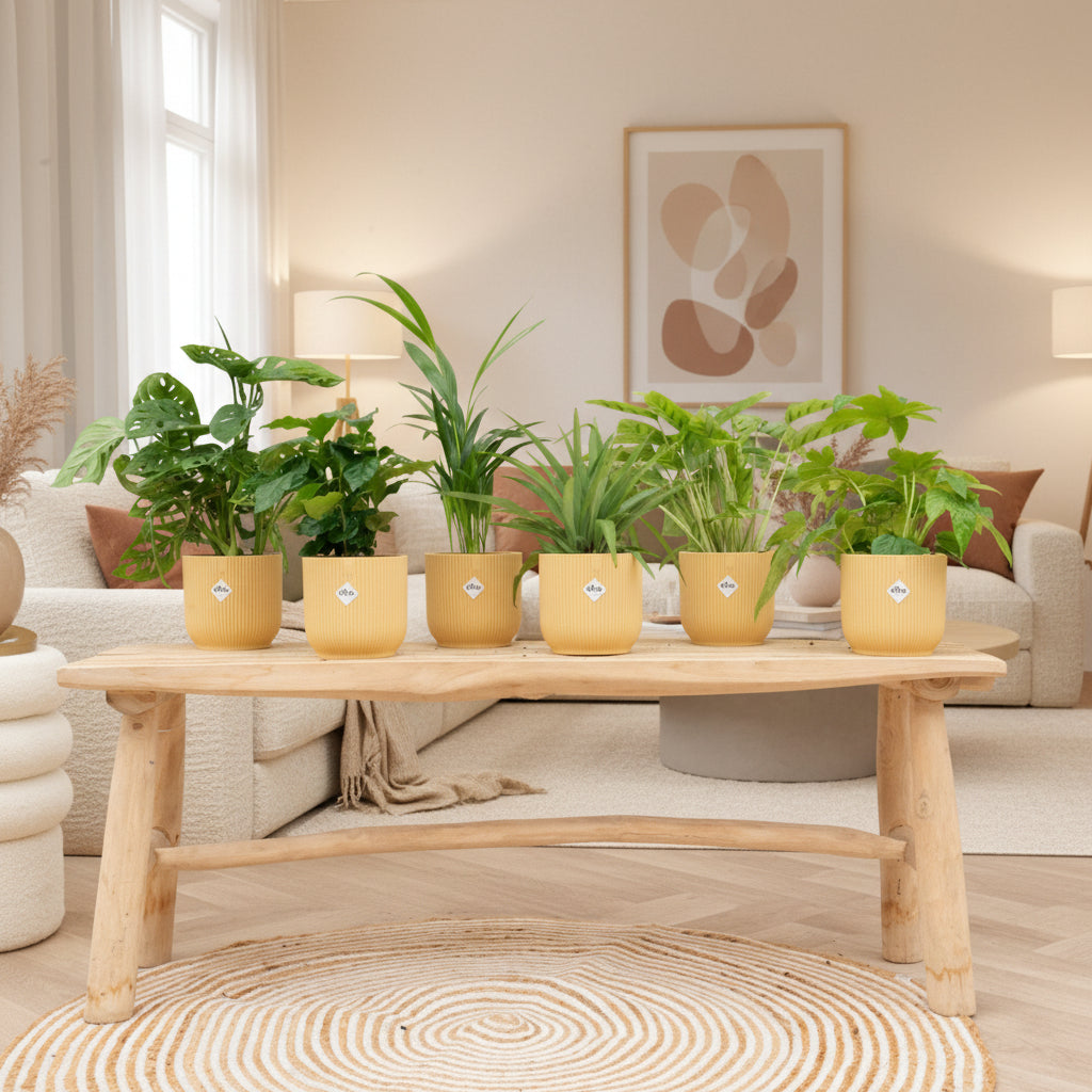 Boîte surprise - 6 plantes avec elho Vibes Fold Round Ø14