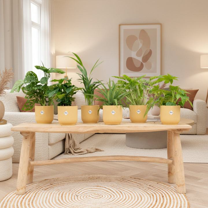 Boîte surprise - 6 plantes avec elho Vibes Fold Round Ø14
