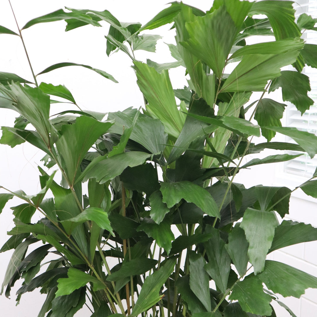 Caryota Mitis - 120cm - Visboompalm Tropisch