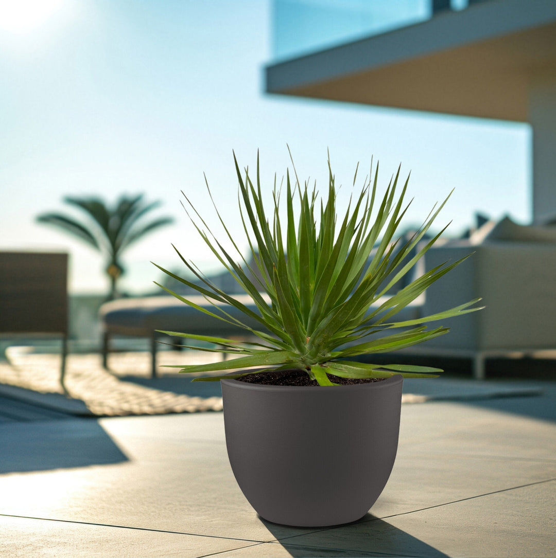 Dracaena Draco - 100cm - Drakenboom Kamerplant